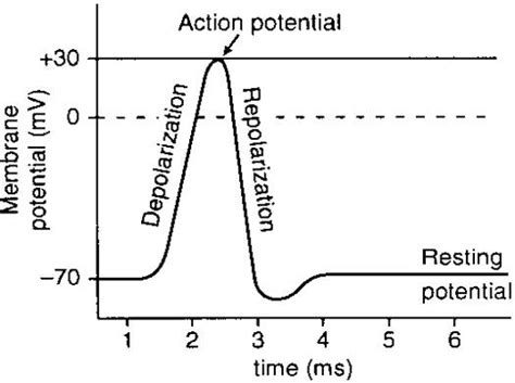 Action potential of a skeletal muscle fibre,where is calcium?