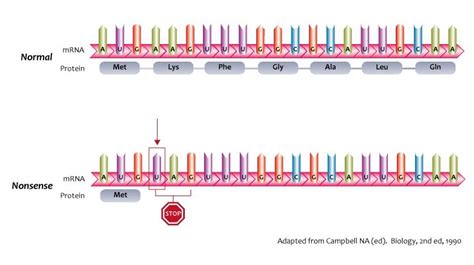 Recoupling Gene Couple deficits