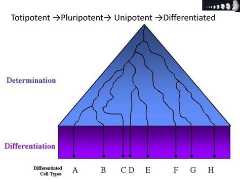 Cell proliferation & differentiation