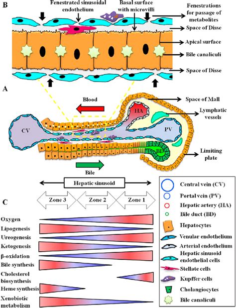 Liver Sinusoids