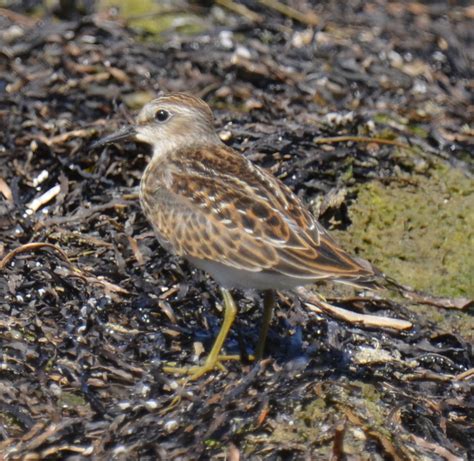 Is This a Lesser Least Sandpiper? | Natural Crooks Ramblings