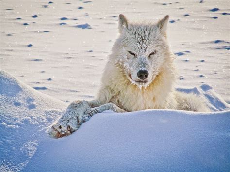 White Wolf: 15 Photos of the Most Amazing Animal in Alaska - Arctic ...