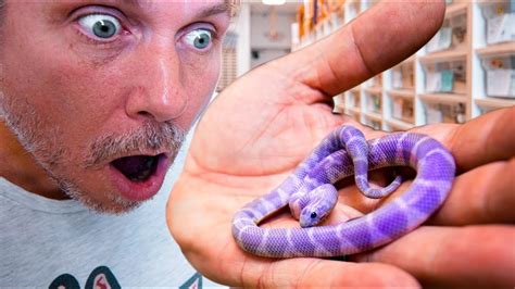 PURPLE SNAKES ARE REAL!! WE JUST HATCHED SOME!! | BRIAN BARCZYK - YouTube