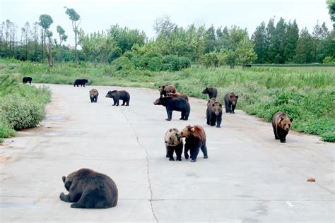 In Depth: Why Was a Shanghai Zoo Worker Killed in a Bear Attack? - Caixin Global