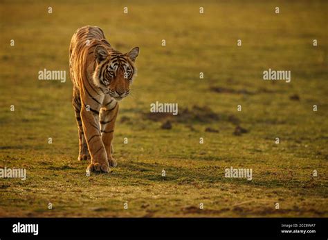 Beautiful tiger in the nature habitat. Tiger pose in amazing light ...