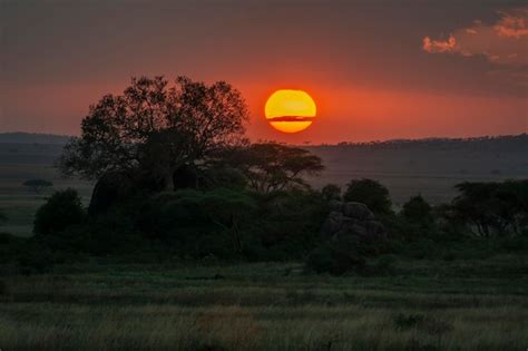 Premium Photo | Sunset at serengeti