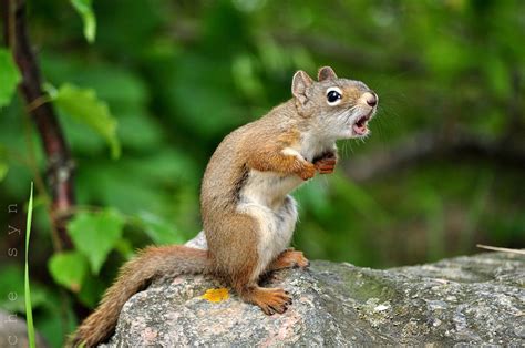 Funny squirrel | Squirrel funny, Animal planet, Animals