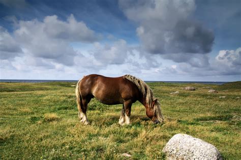 Ardennes Horse - Full Profile, History, and Care