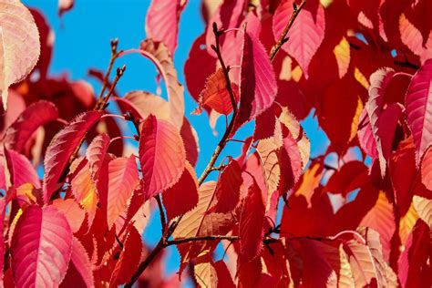 Pink Leafed Tree · Free Stock Photo