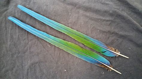 Parrot Tail Feathers | Naturally Molted | Macaw Nutz!