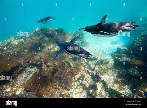 Endangered Galapagos penguins (Spheniscus mendiculus) underwater near Bartholomew Island in ...