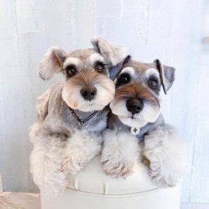 Miniature Schnauzer Dog Colors: A Complete List of All 12 Recognized Coat Colors | Puppies Club