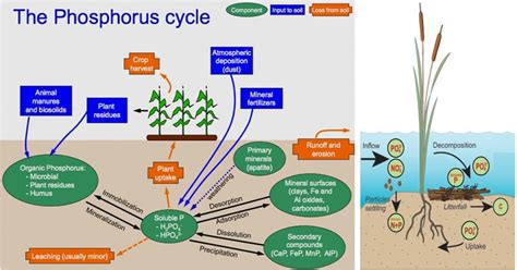 Phosphorus Cycle- Definition, Steps, Examples, Significance, Human Impacts