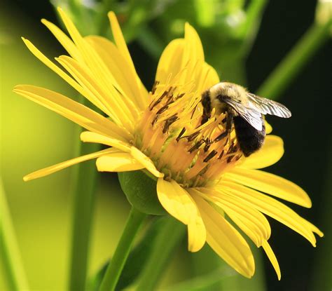 Meadowlark Botanical Gardens | Karen Jones | Flickr