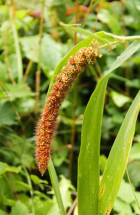 Foxtail Millet Benefits - Healthier Steps