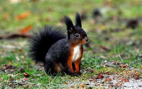 Pin von Lina Zweig auf Eichhörnchen und Co | Eichhörnchen, Wilde tiere, Niedliche tiere