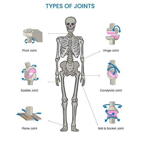 Types of Human body joints, Ball, hinge, pivot, gliding, and saddle ...