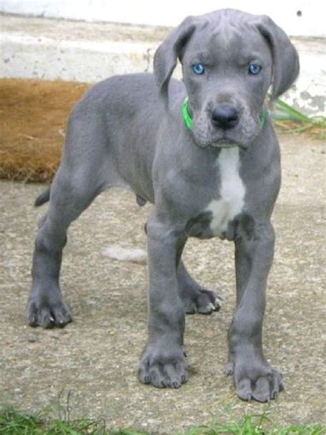 Grey Great Dane Puppies For Sale Near Me - itsessiii