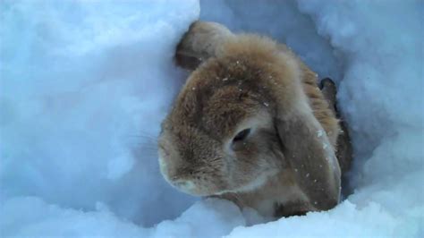 Rabbits playing in the snow! | Cute animal videos, Cute baby bunnies, Cute little animals