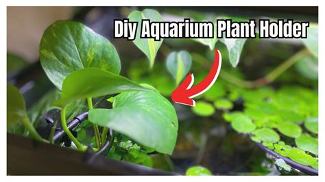 DIY Aquarium Plant Holder | I Use These For Both My Betta Tanks! - YouTube