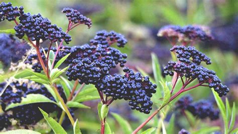 Manfaat si kecil hitam elderberry – PT NUTRINDO GRAHAHUSADA UTAMA