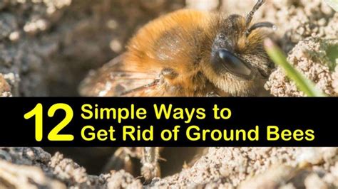 12 Simple Ways to Get Rid of Ground Bees | Getting rid of bees, Ground ...