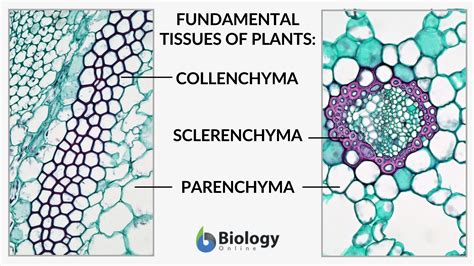 Parenchyma Cells Examples