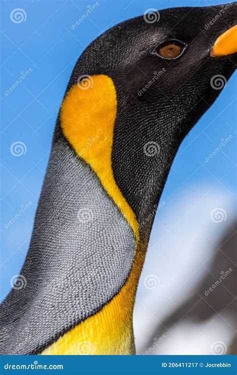 Extreme Close Up of the Breeding Feathers of a King Penguin Stock Image - Image of adventure ...