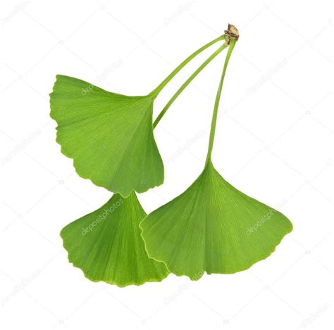 Ginkgo Biloba leaves — Stock Photo © elenathewise #4468202