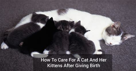 How To Care For A Cat And Her Kittens After Giving Birth