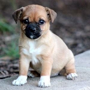 Jug Dog (Jack Russell Terrier Pug Mix) Info, Temperament, Pet Care ...