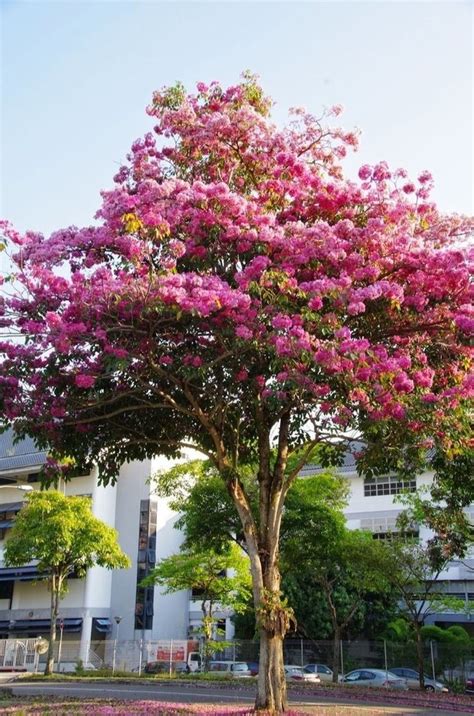 tubebia resea Natural Tabebuia Rosea Tree, For Plantation at Rs 1200 ...