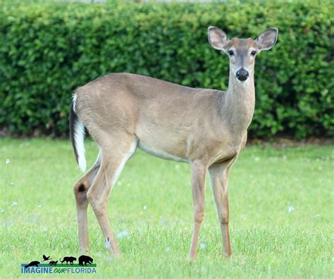 White-tailed Deer | Imagine Our Florida, Inc