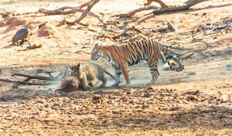 Tadoba Safari Booking | tadoba national park safari booking