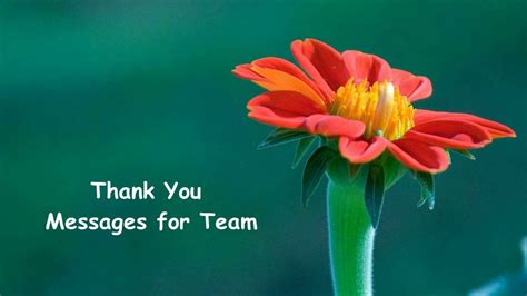 175 Thank You Messages for Team - Appreciation Team Quotes