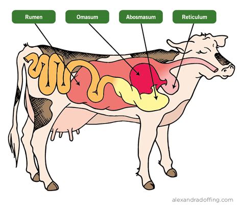 Cow's digestive system