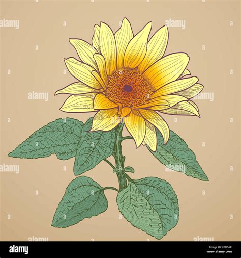 Discover more than 82 sunflower sketch images - in.eteachers