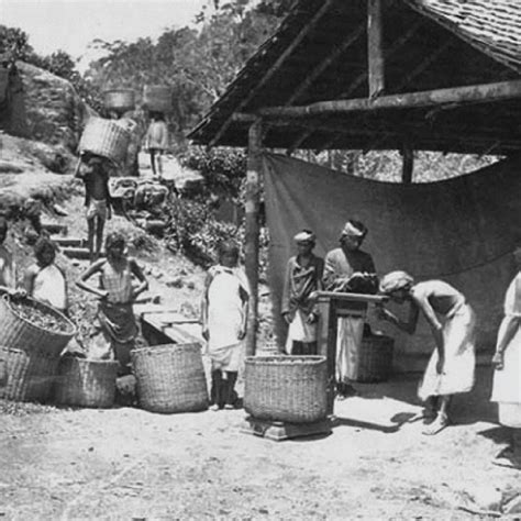 Story of Ceylon Tea - Ceylon Tea