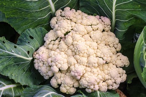 How Do You Spell Cauliflower - AagatZaroon