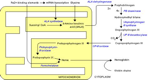 Porphobilinogen synthase - wikidoc