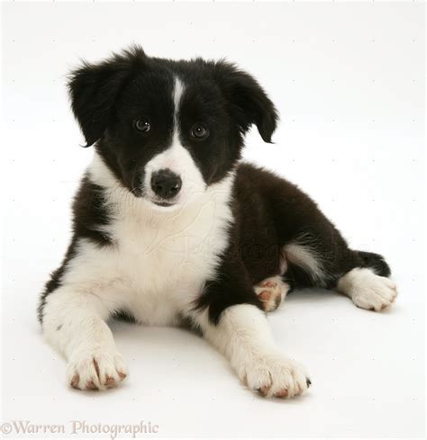 Dog: Black-and-white Border Collie pup lying with head up photo WP17481
