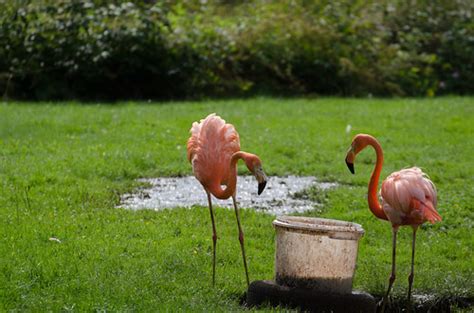 flamingo conversation | Fabian | Flickr