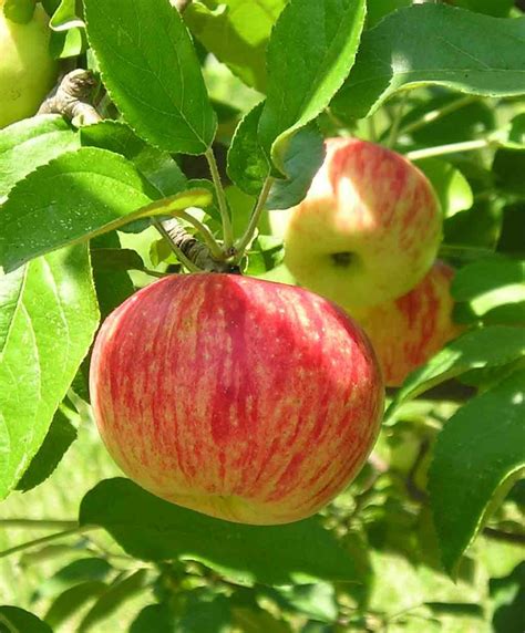 Century Farm Orchards: Apple Tree Nursery | Apple tree nursery, Fruit garden, Fall garden vegetables