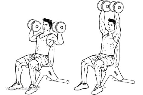 Dumbbell Overhead Shoulder Press | WorkoutLabs