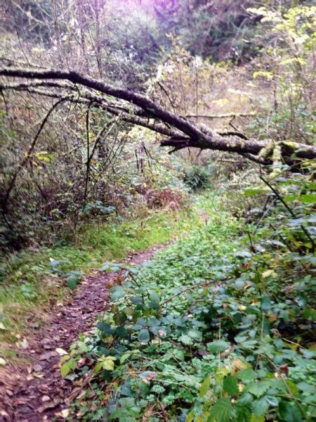 South Seatac Mountain Bike Trail in Seatac, Washington - Directions, Maps, Photos, and Reviews