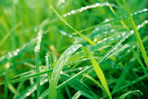 dew grass Free Photo Download | FreeImages