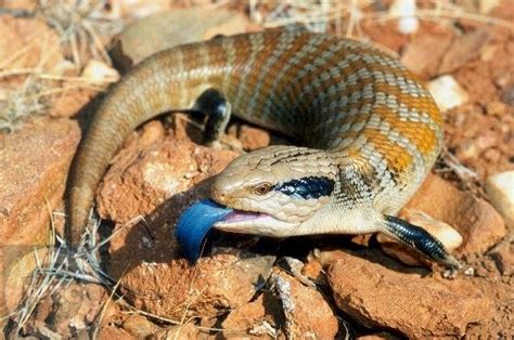 Blue-tongued Skink Facts, Habitat, Diet, Pet Care, Babies, Pictures