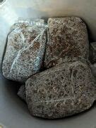 Grain bag check, please! - Mushroom Cultivation - Shroomery Message Board