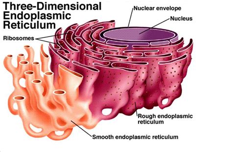 Diagram Of Endoplasmic Reticulum