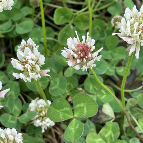 Wild White Clover Seeds, Plugs & Pots | Turf Online